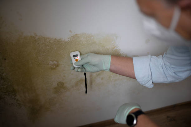 Best DIY Mold Remediation Support Services in Dunn, NC