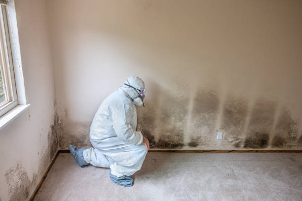Best Basement Mold Remediation in Dunn, NC
