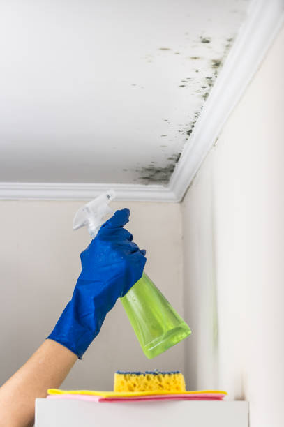 Best HVAC Mold Remediation in Dunn, NC